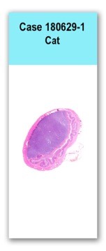 Case 180629-1