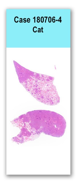 Case 180706-4